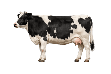 Vaca Icono