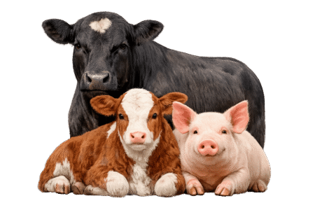 Animales Colanta